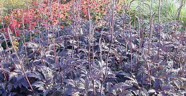 Actaea simplex 'James Compton'